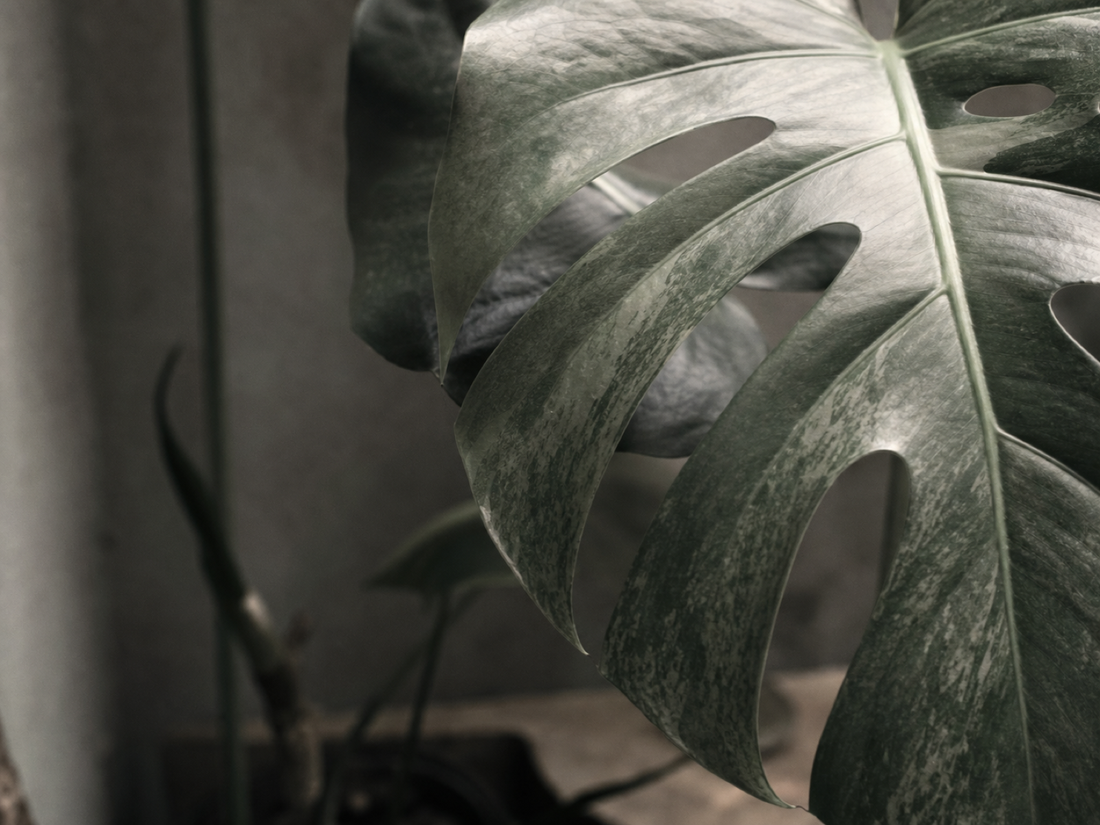 Monstera を観る